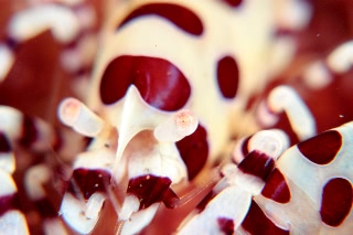 「コールマンシュリンプ(Coleman shrimp)」のサムネイル画像