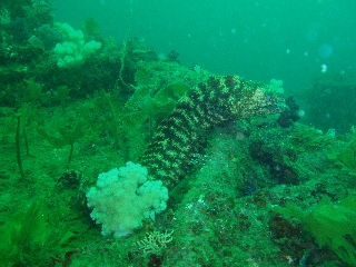 「ウツボ」のサムネイル画像