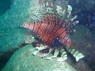 「ハナミノカサゴ」のサムネイル画像