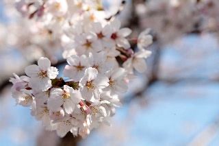 「ソメイヨシノ(染井吉野)」のサムネイル画像