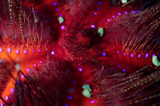 「アカオニガゼ属の仲間」のサムネイル画像