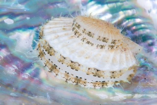 「ホタテガイ」のサムネイル画像