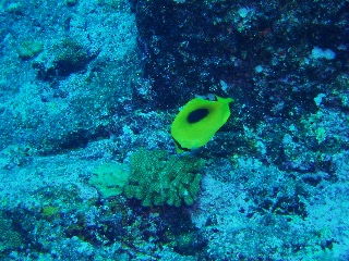 「トノサマダイ」のサムネイル画像