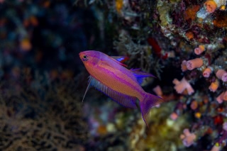 「フチドリハナダイ」のサムネイル画像