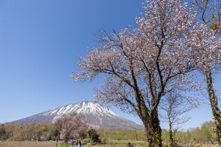 「オオヤマザクラ(エゾヤマザクラ,ベニヤマザクラ)」のサムネイル画像
