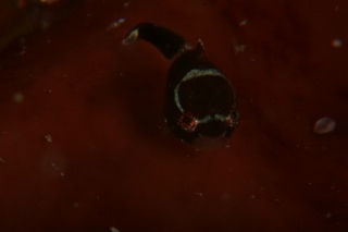 「ダンゴウオ(Lumpfish)」のサムネイル画像