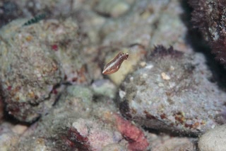 「ミツボシキュウセン」のサムネイル画像