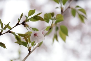 「ソメイヨシノ(染井吉野)」のサムネイル画像