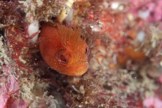 「アライソコケギンポ」のサムネイル画像