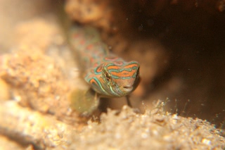 「ピクチャ-ドラゴネット(picture dragonet)」のサムネイル画像