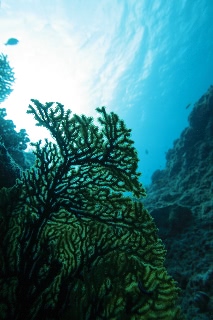 「無題」のサムネイル画像