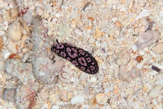 「フィリディエラ・アンヌラータ」のサムネイル画像