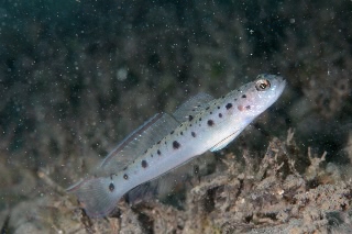 「シマオリハゼ」のサムネイル画像