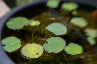 「祝福」のサムネイル画像