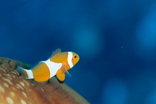 「カクレクマノミ(Western Clown Anemonefish)」のサムネイル画像
