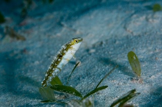 「テンスモドキ」のサムネイル画像