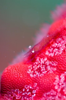 「ヒトデヤドリエビ」のサムネイル画像