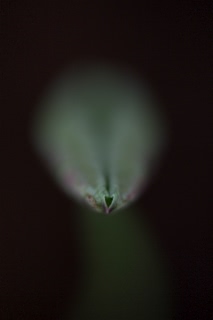 「即非蓮?」のサムネイル画像