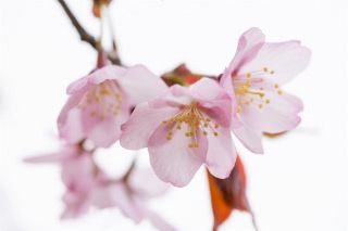 「オオヤマザクラ(エゾヤマザクラ,ベニヤマザクラ)」のサムネイル画像