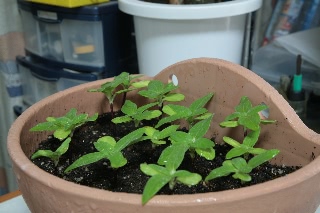 「ミニひまわり」のサムネイル画像