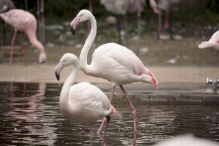 「フラミンゴ」のサムネイル画像