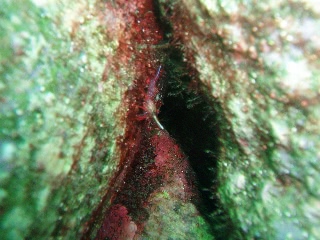 「サラサエビ」のサムネイル画像