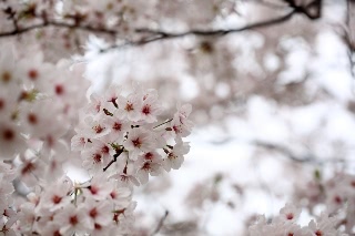 「ソメイヨシノ(染井吉野)」のサムネイル画像