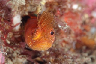 「アライソコケギンポ」のサムネイル画像