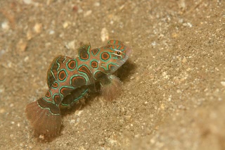 「ピクチャ-ドラゴネット(picture dragonet)」のサムネイル画像