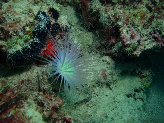 「イソギンチャク」のサムネイル画像