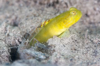 「シマカスリハゼ」のサムネイル画像