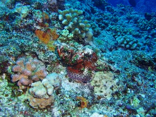 「オニダルマオコゼ」のサムネイル画像