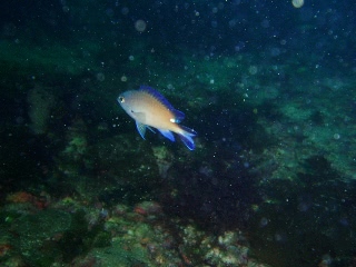 「無題」のサムネイル画像