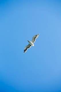 「セグロカモメ」のサムネイル画像