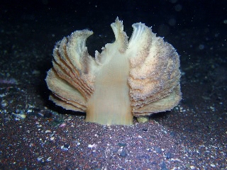 「ヤナギウミエラ」のサムネイル画像