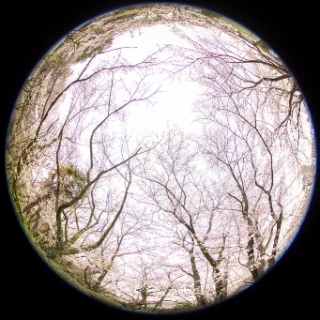 「ソメイヨシノ(染井吉野)」のサムネイル画像