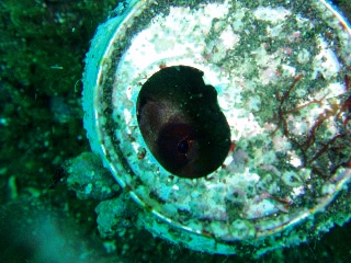 「タコ」のサムネイル画像