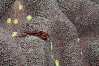 「タテジマヘビギンポ(Tropical striped triplefin)」のサムネイル画像