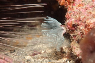 「オオナガレカンザシ」のサムネイル画像