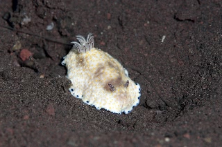 「ヒメコモンウミウシ」のサムネイル画像