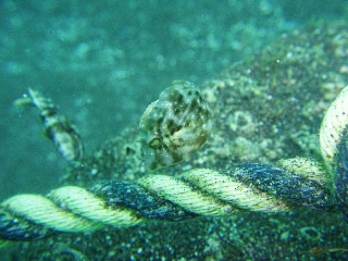 「カワハギ」のサムネイル画像