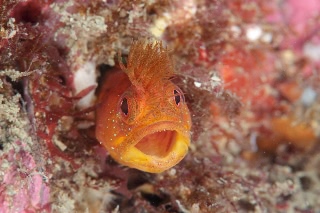 「アライソコケギンポ」のサムネイル画像