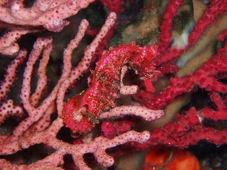 「タツノオトシゴ」のサムネイル画像