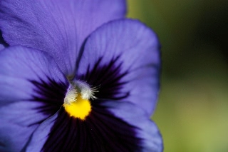 「パンジー」のサムネイル画像