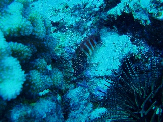 「無題」のサムネイル画像