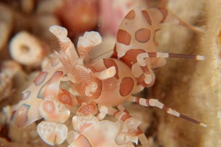 「フリソデエビ(Harlequin shrimp)」のサムネイル画像