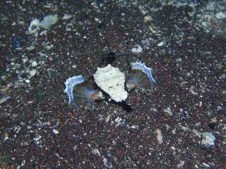 「ウミテング」のサムネイル画像