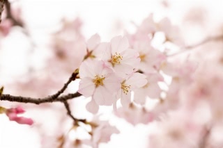 「ソメイヨシノ(染井吉野)」のサムネイル画像