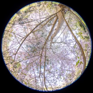 「シダレザクラ」のサムネイル画像