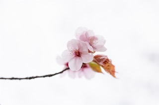 「オオヤマザクラ(エゾヤマザクラ,ベニヤマザクラ)」のサムネイル画像